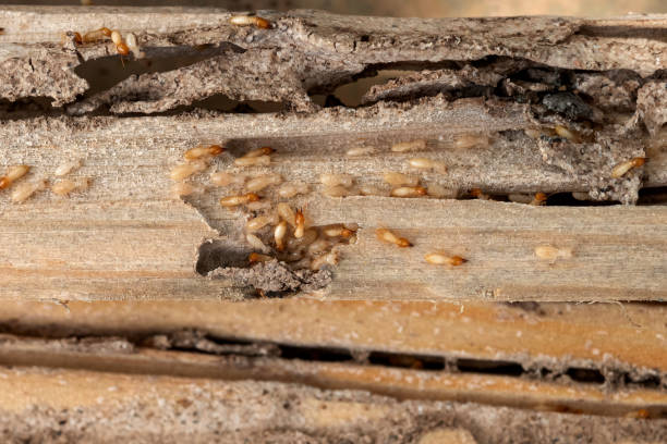 Best Pest Prevention Services  in Upper Saddle River, NJ